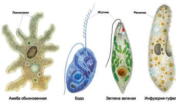 Принципы классификации микроорганизмов